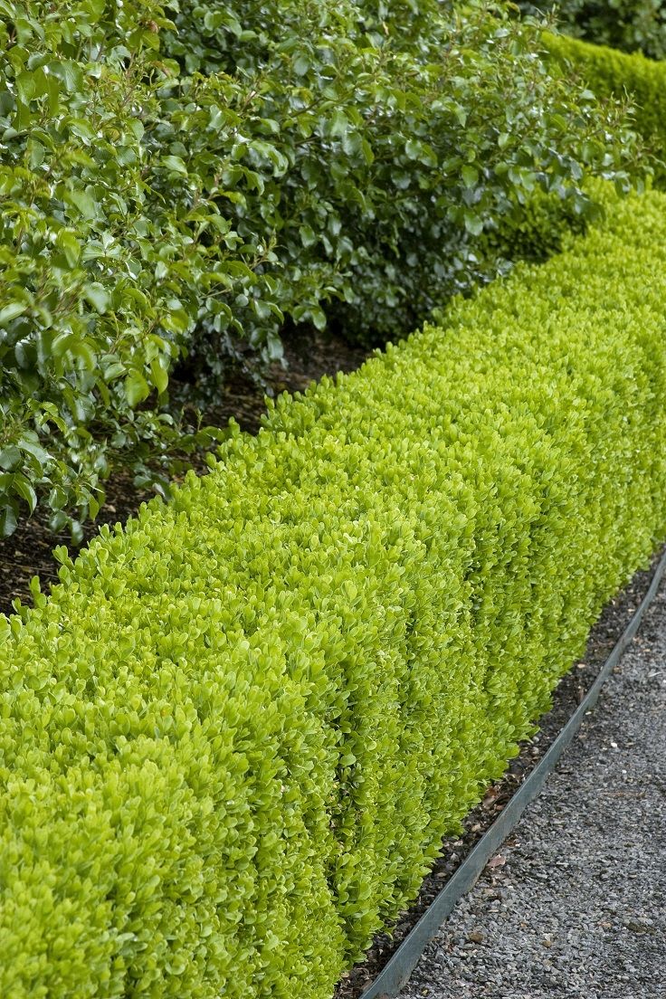 garden hedges if you are thinking about planting a new hedge and have doubts RHOXJNQ