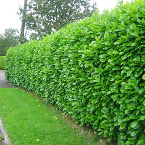 garden hedges laurel hedge ITCCVDW