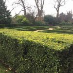 garden hedges native yew, one of the best hedges for wildlife gardening UVAYAPE