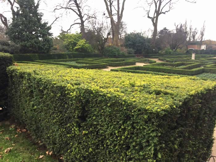 garden hedges native yew, one of the best hedges for wildlife gardening UVAYAPE