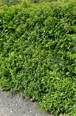 garden hedges portugal laurel hedge JMATLPH