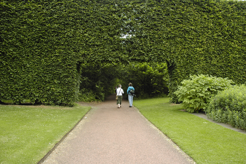 garden hedges the hedge is about 6u0027 wide at its base, tapering to 3u0027 SQHYVNB