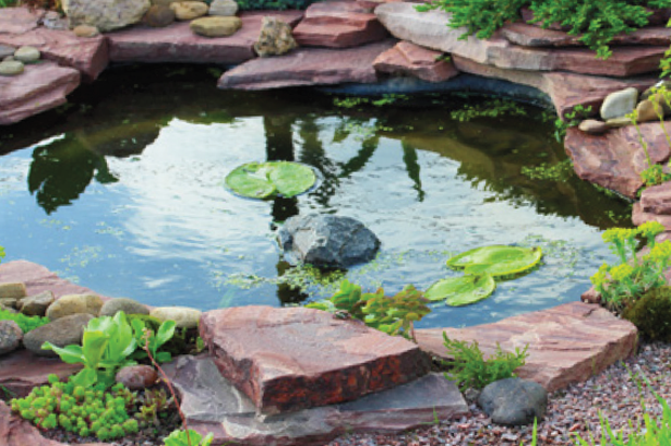 garden pond a lovely pond IANHKWK