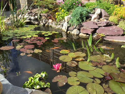 garden pond BLTLNFV