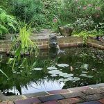 garden pond, gardening: BAXWQKO