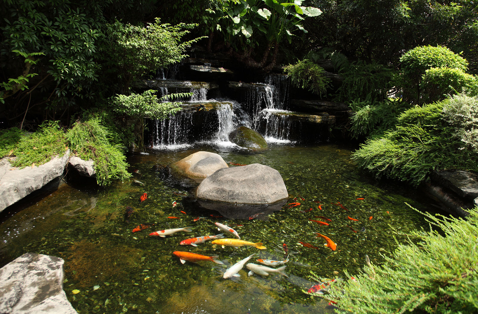 garden ponds albany, plattsburgh u0026 burlington vt outdoor water gardens u0026 waterfalls: koi EFDPGLN