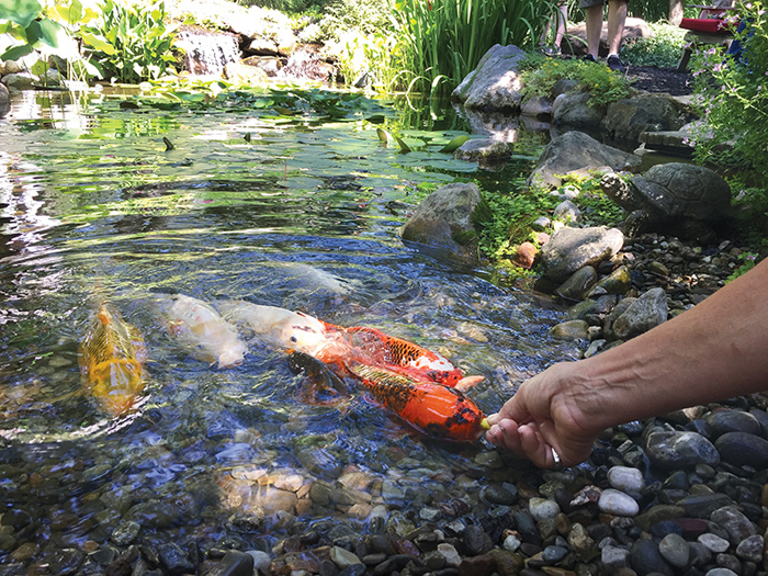 garden ponds koi shallow water CXJZSCE