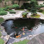 garden ponds small koi fish in garden for ponds design ideas - youtube QREHMDX