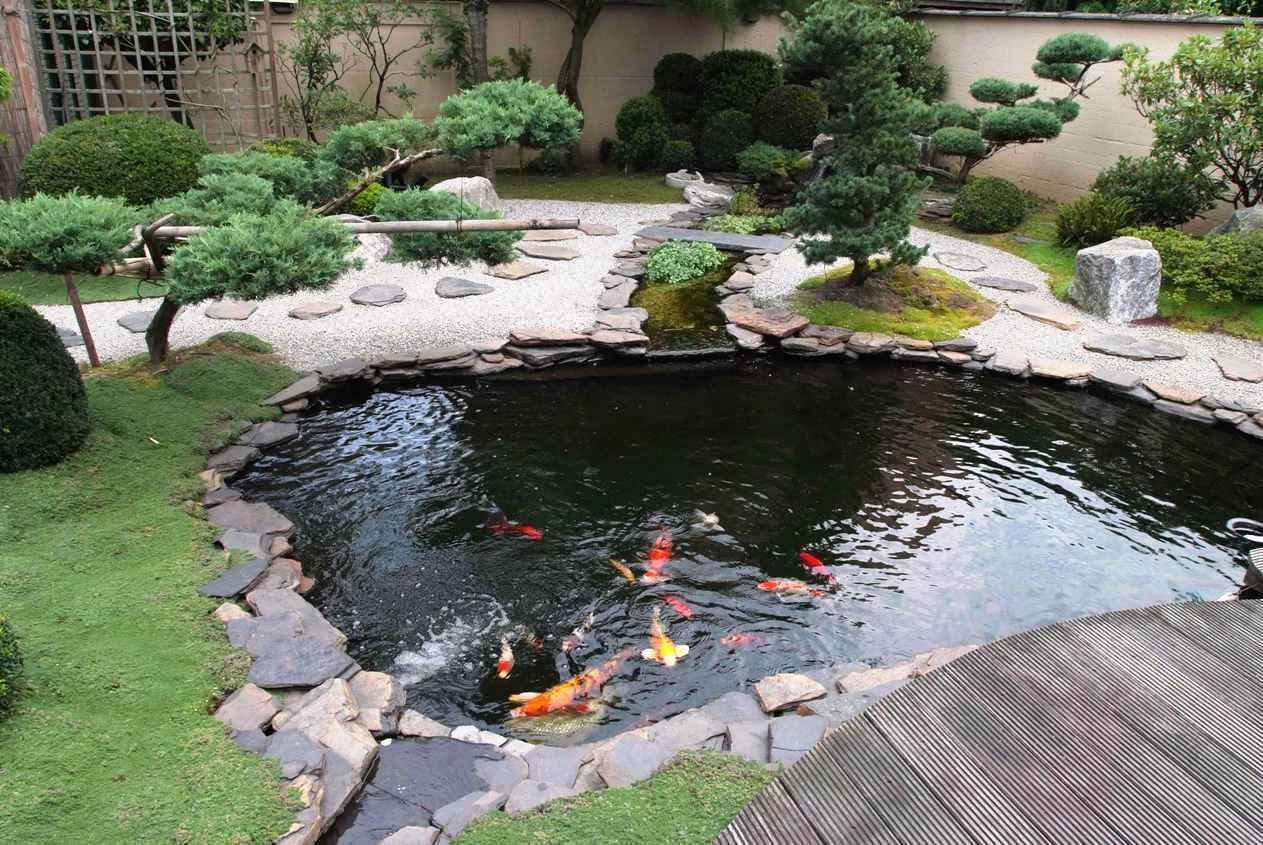 garden ponds small koi fish in garden for ponds design ideas - youtube QREHMDX