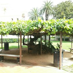 grape arbor photo of grapevine arbor park - san gabriel, ca, united states. the YFUMWNG