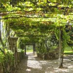 grape arbor plans free DEMIAWQ