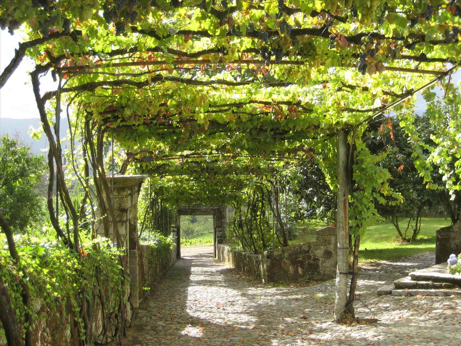 grape arbor plans free DEMIAWQ