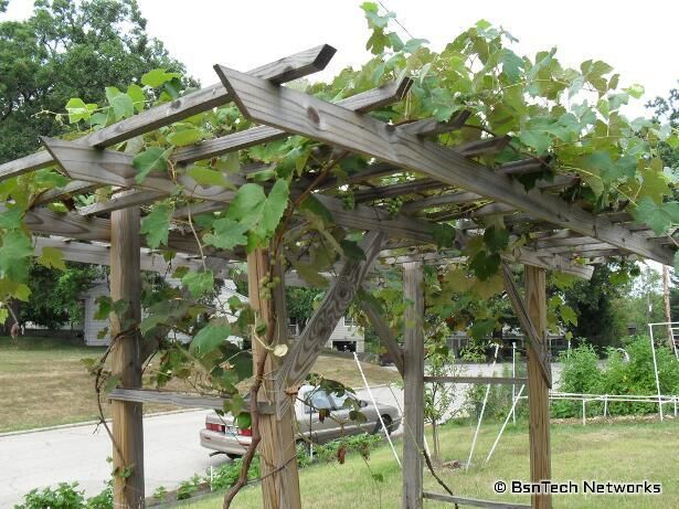 grapevine trellis designs | grape arbor designs steel strong end post SNVELEY