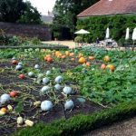 ham house: kitchen garden DHKPHUO