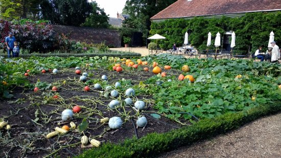 ham house: kitchen garden DHKPHUO