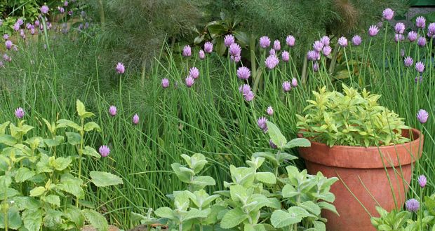 herb gardens a small informal herb garden BOGXWTS