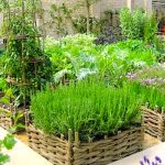 herb gardens having fresh herbs on hand BICLWVF