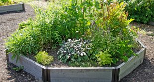 herb gardens herb garden IRCDTHB