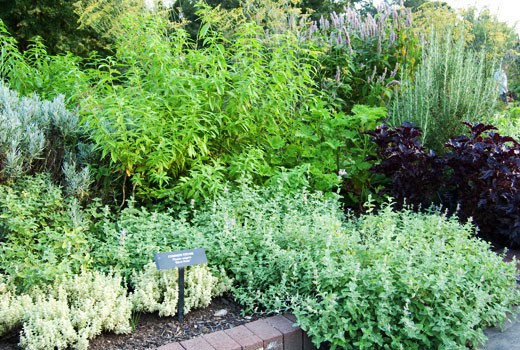 herb gardens herb gardening; how to grow herbs ... SORFQZH