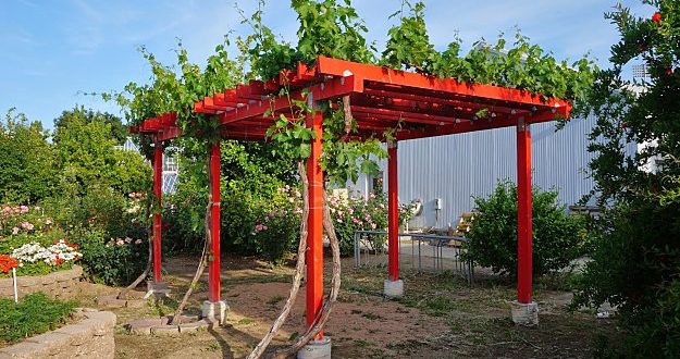 how to build a grape arbor - wooden grape arbor plan ideas MKRNQBX