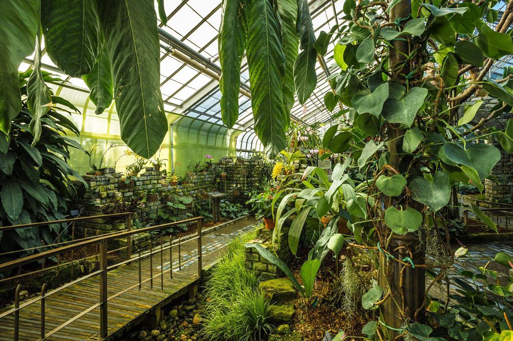 indoor gardens orchids and aroids greenhouse at the montreal botanical garden and biodome AYJZJCW