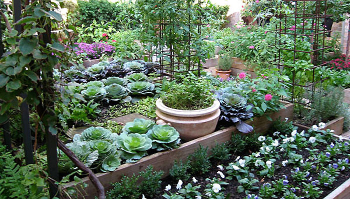 kitchen garden a cooku0027s garden looks good and tastes even better. TPWOMVA