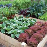 kitchen garden greens and herbs XEEQUGX