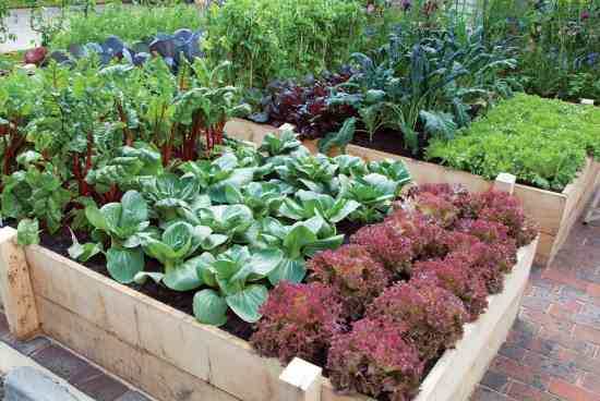 kitchen garden greens and herbs XEEQUGX