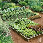 kitchen garden raised vegetable garden beds DRRGTXC