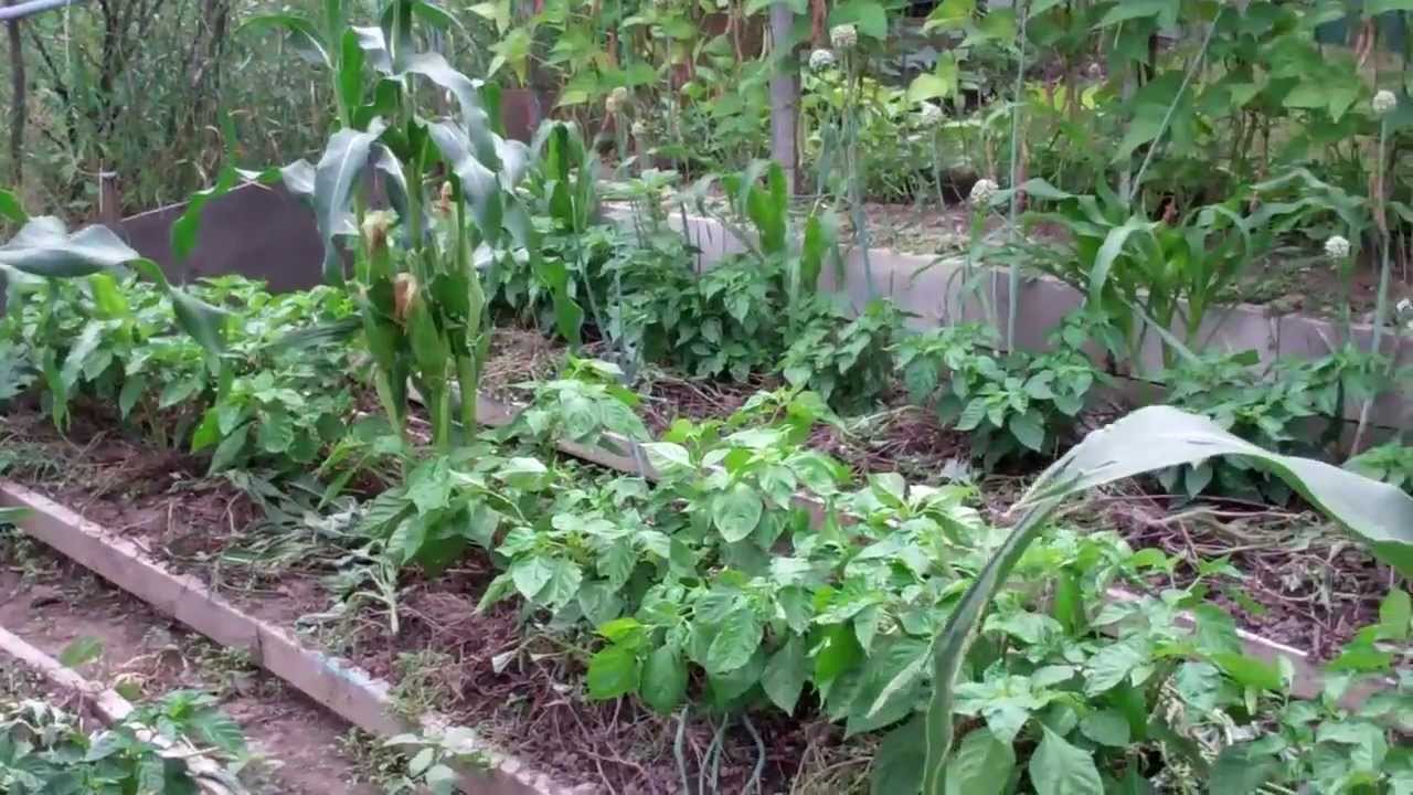 my kitchen garden. VLCQZLT