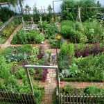 nice kitchen garden in austria - flowers-plants-planters YLAGDFV