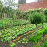 pashley manor gardens late spring early summer kitchen garden by kate IJRPOPR