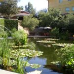 pond design this koi pond is designed well. it holds plenty of water, has MPSYFKR