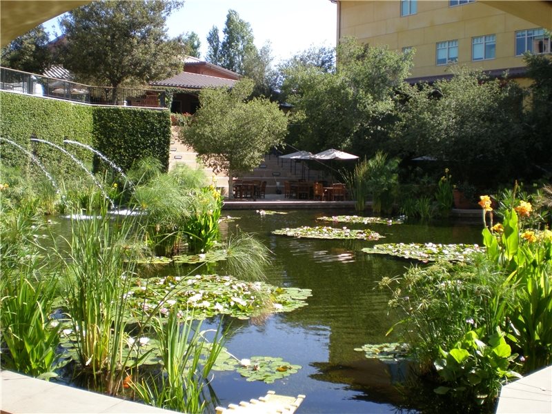 pond design this koi pond is designed well. it holds plenty of water, has MPSYFKR