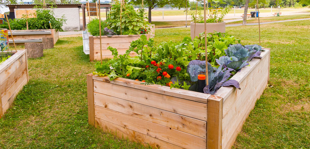 raised bed gardening ONGRMIA