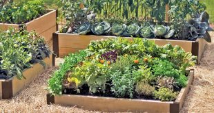 raised bed gardening raised beds used to make a kitchen garden EKMDIRN