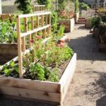 raised bed gardens the home harvest garden, part of the mordecai childrenu0027s garden, features DRHULTP