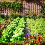 vegetable garden design ideas TVZPHQG