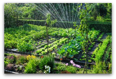 vegetable garden design watering a garden MWFVPFZ