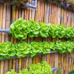 vertical garden ideas vegetable in decorated wall vertical garden idea in the city MJQBPBT