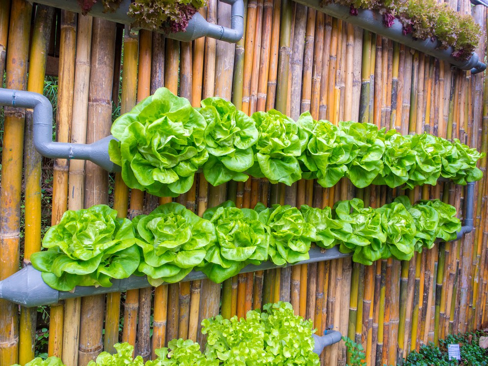 vertical garden ideas vegetable in decorated wall vertical garden idea in the city MJQBPBT