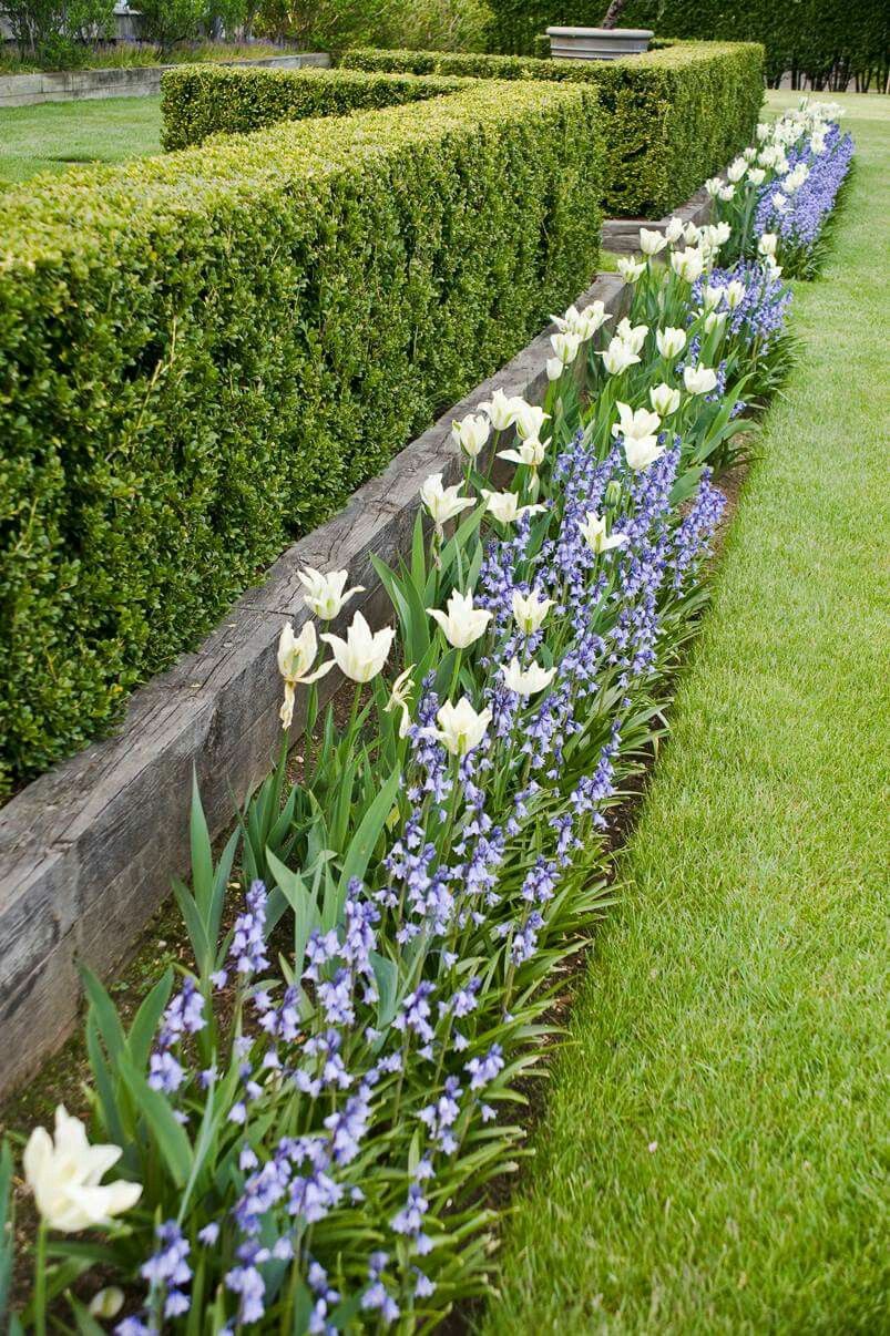 The Benefits of Garden Hedges