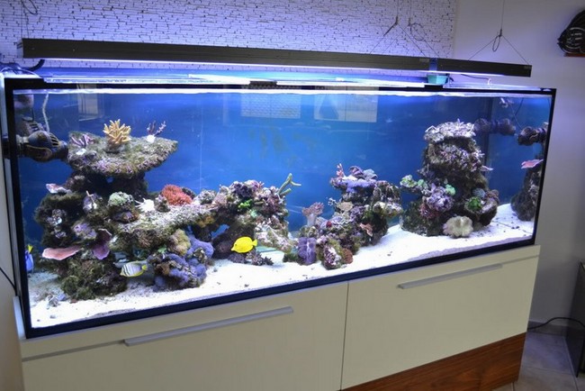 Set up a 300 gallon reef aquarium