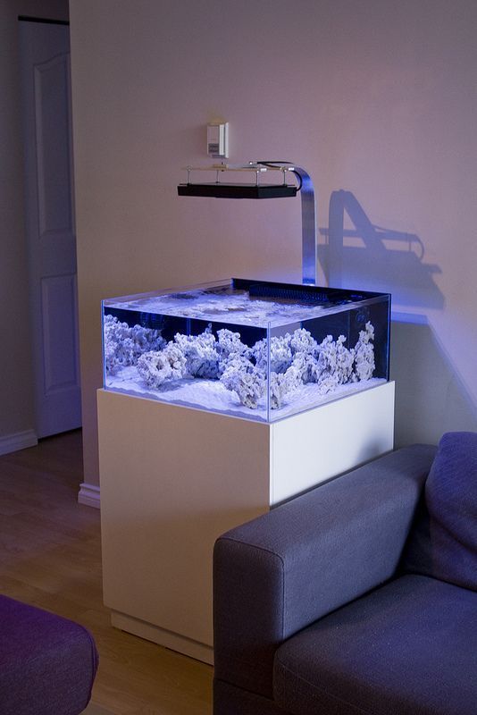 Rimless Aquarium – Buying Guide