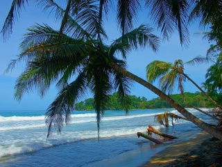 Tropical plants and landscaping