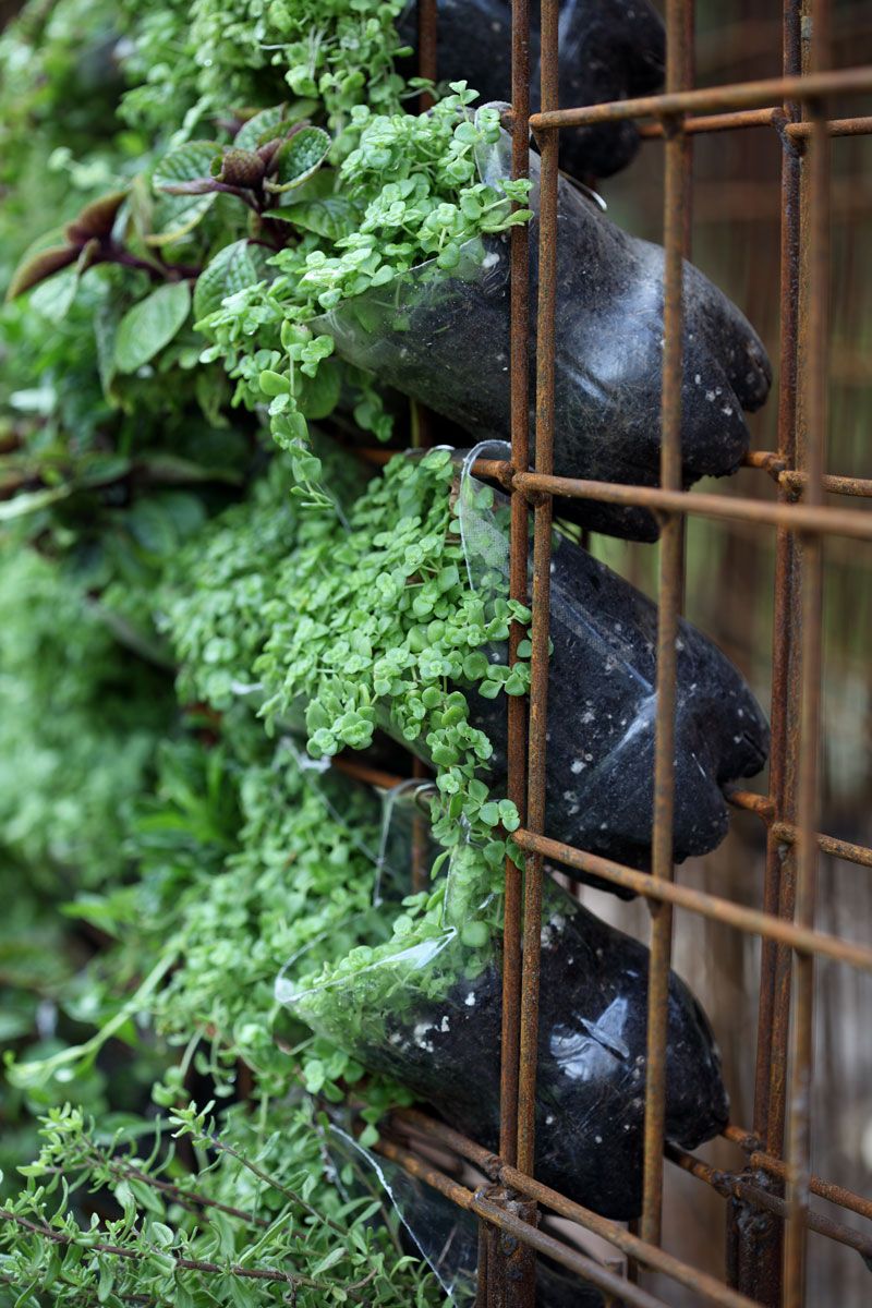 How to Grow Vegetables in
Vertical Garden