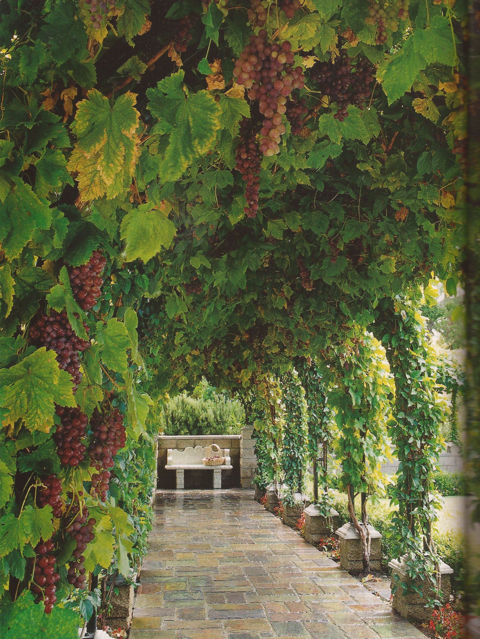 Grow Your Own: Creating a Beautiful Grape
Arbor