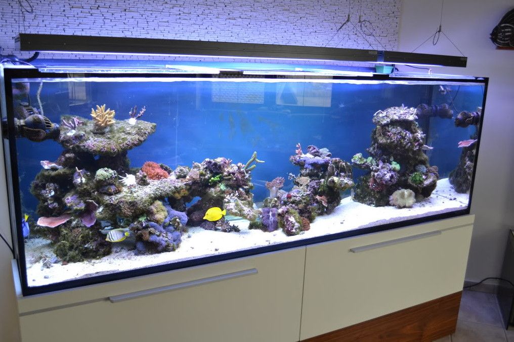 Maintenance Of 300 Gallon Aquarium