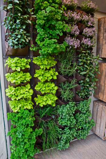 Why you must go for vertical
garden