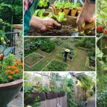 12 great tips for starting a kitchen garden every beginner should know! DQTGHPL